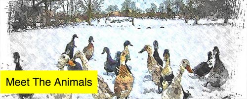 Meet the animals